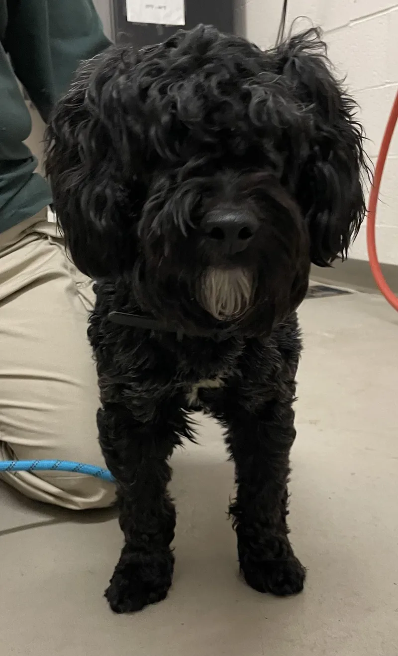 Pip Hold thumbnail 2