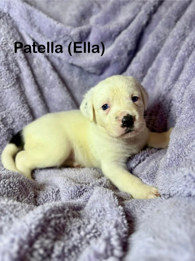Ella