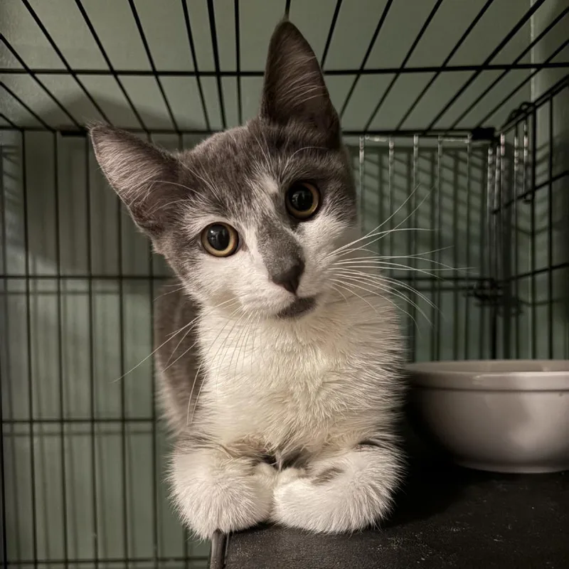 A baby small-sized female Gray / Blue / Silver Domestic Short Hair cat named Georgia for adoption in Johnstown, PA