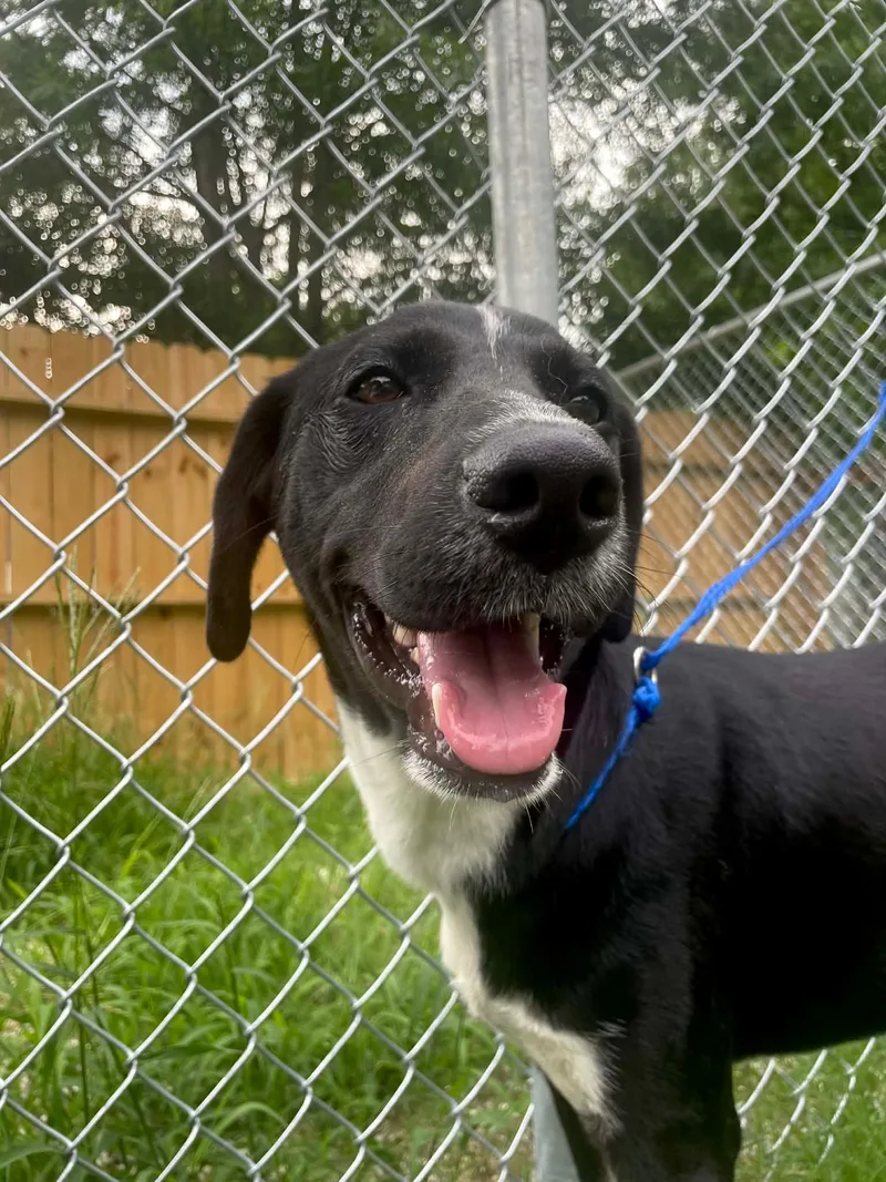 A baby medium-sized female Black Labrador Retriever dog named Regal for adoption in Spring, TX