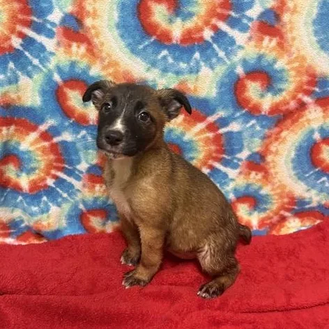 A baby medium-sized female Brown / Chocolate Shepherd dog named River for adoption in Valdosta, GA