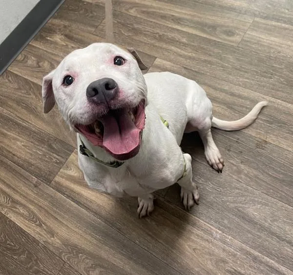 An adult large-sized male American Staffordshire Terrier dog named Onion for adoption in San Diego, CA