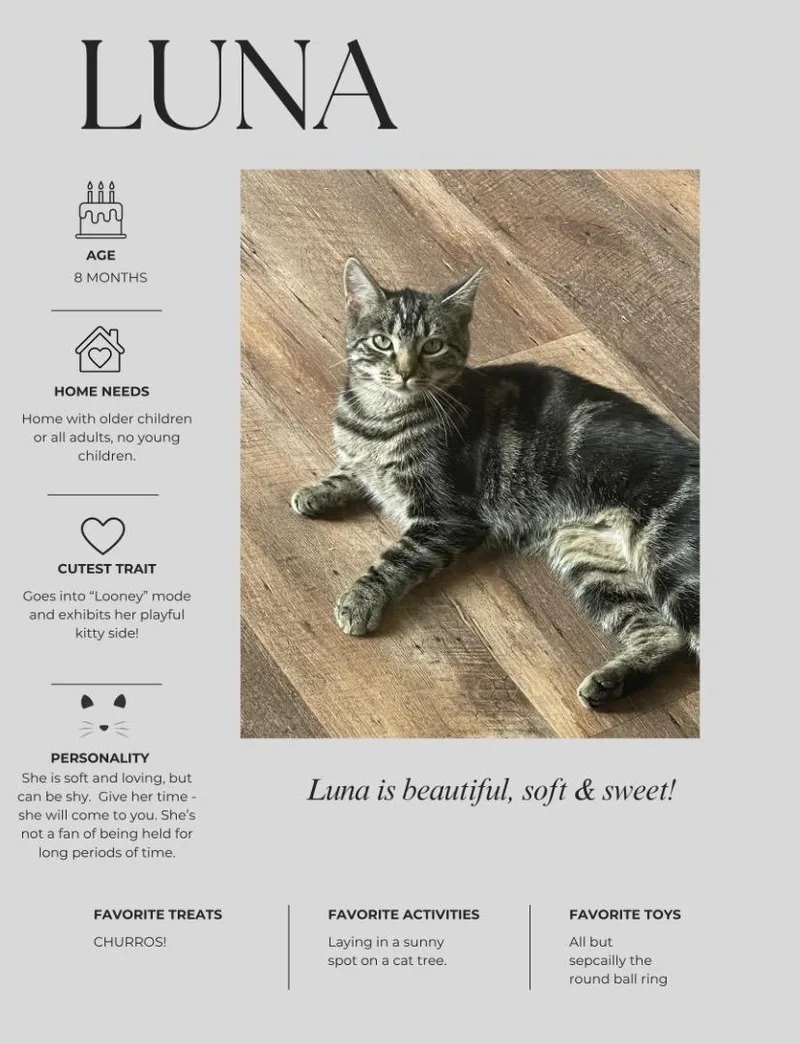 A young medium-sized female Domestic Short Hair cat named Luna for adoption in Kenhorst, PA
