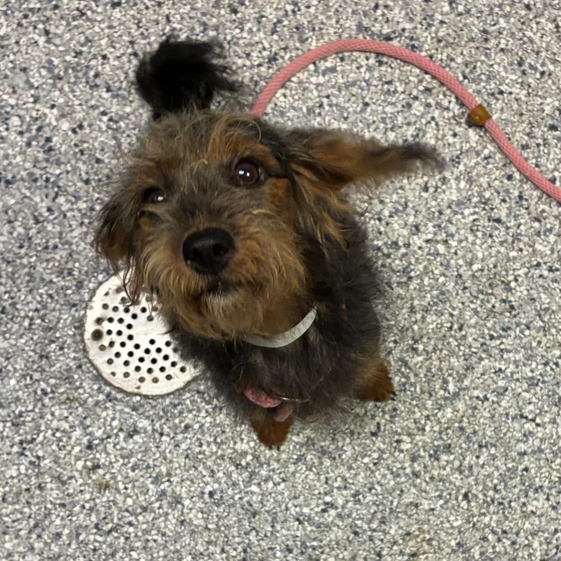 An adult small-sized female Black Terrier dog named Celeste for adoption in Birmingham, AL