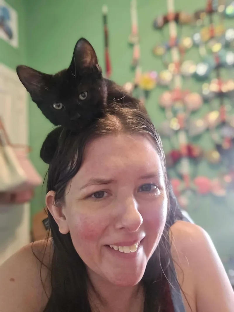 A young medium-sized female Black Domestic Short Hair cat named Jalapeño for adoption in Bensalem, PA