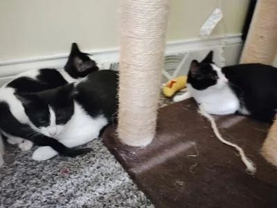 A baby medium-sized female Black & White / Tuxedo Domestic Short Hair cat named Logan for adoption in Mokena, IL