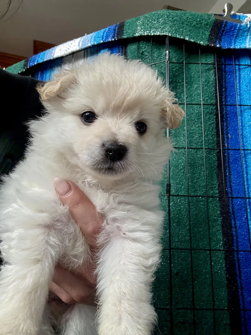 Marshmallow