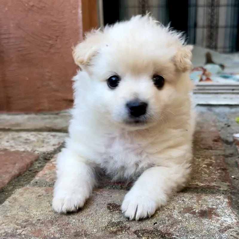 Marshmallow thumbnail 3