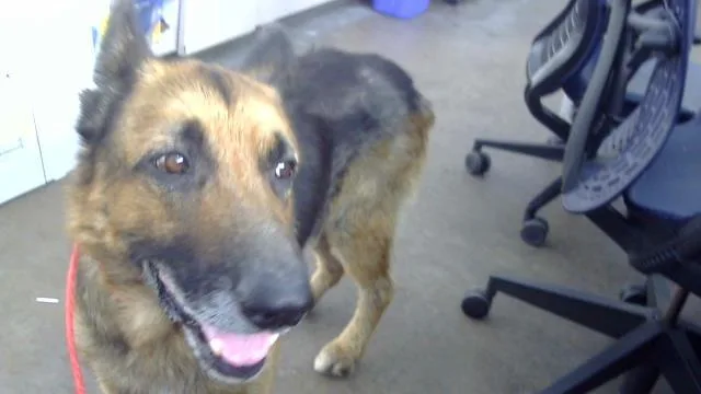 An adult large-sized male Mixed Breed dog named Garp for adoption in Dallas, TX