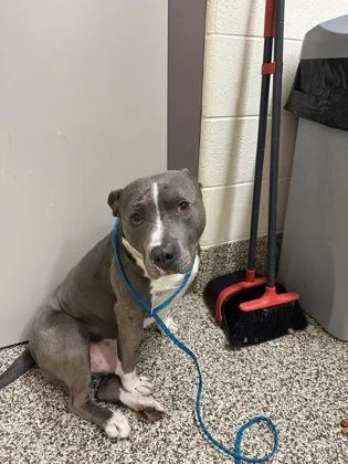 An adult large-sized male Mixed Breed dog named Bronn for adoption in Westland, MI