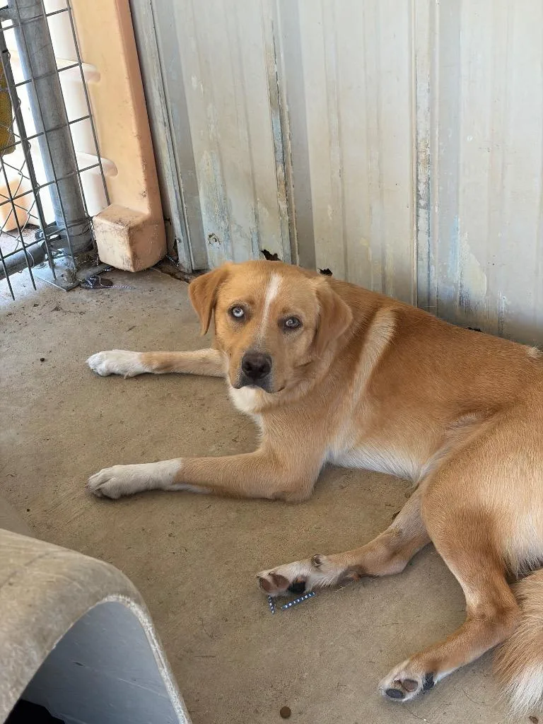 A young medium-sized male Shepherd dog named Morthal for adoption in Brownwood, TX