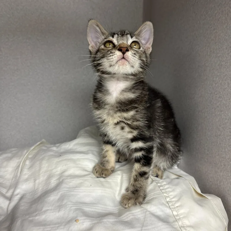 A baby small-sized male Domestic Short Hair cat named Rafiki for adoption in Los Angeles, CA