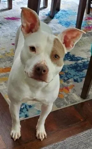 An adult large-sized female Pit Bull Terrier dog named Zoey for adoption in Warren, MI