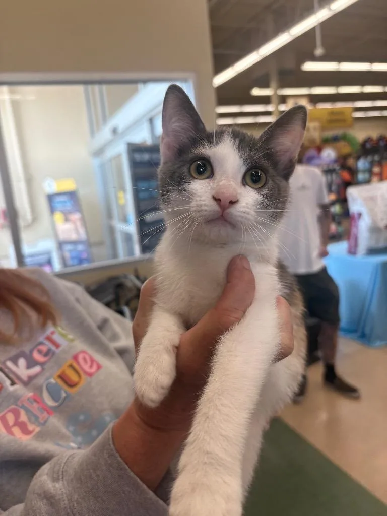 A baby medium-sized female Domestic Short Hair cat named Peaches for adoption in Mountain Home, AR