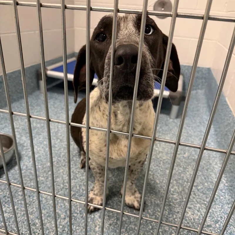 An adult medium-sized female Brown / Chocolate Basset Hound dog named Feathers for adoption in Greensboro, NC