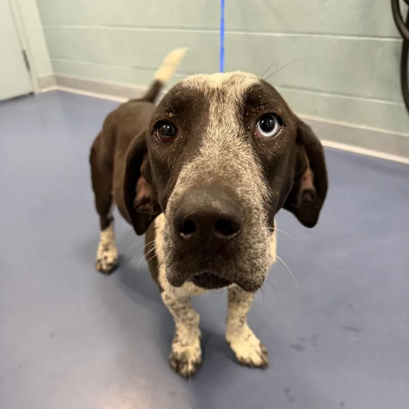 Feathers thumbnail 2