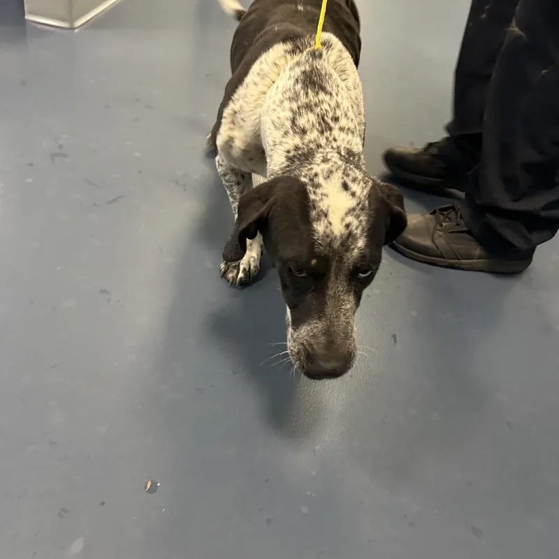 Feathers thumbnail 3