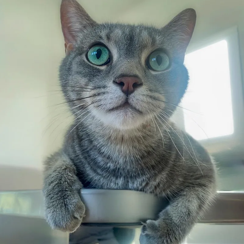 An adult extra large-sized male Gray / Blue / Silver Domestic Short Hair cat named Ashe for adoption in Chapel Hill, NC