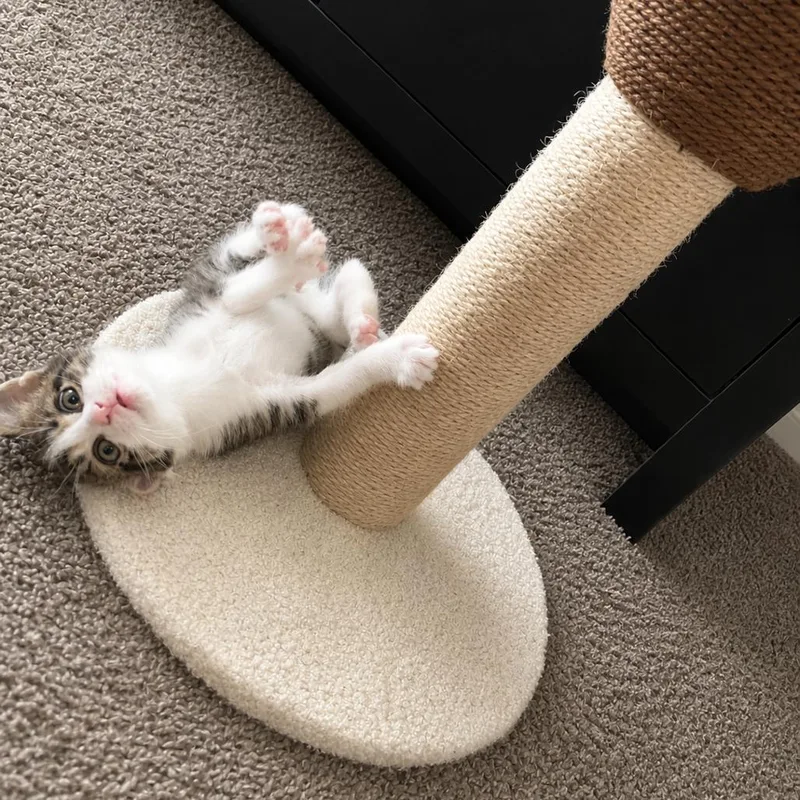 A baby small-sized female Gray / Blue / Silver Domestic Short Hair cat named Zara for adoption in Oakton, VA