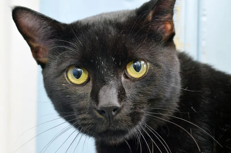 Jiji