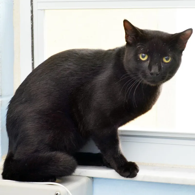 Jiji thumbnail 2