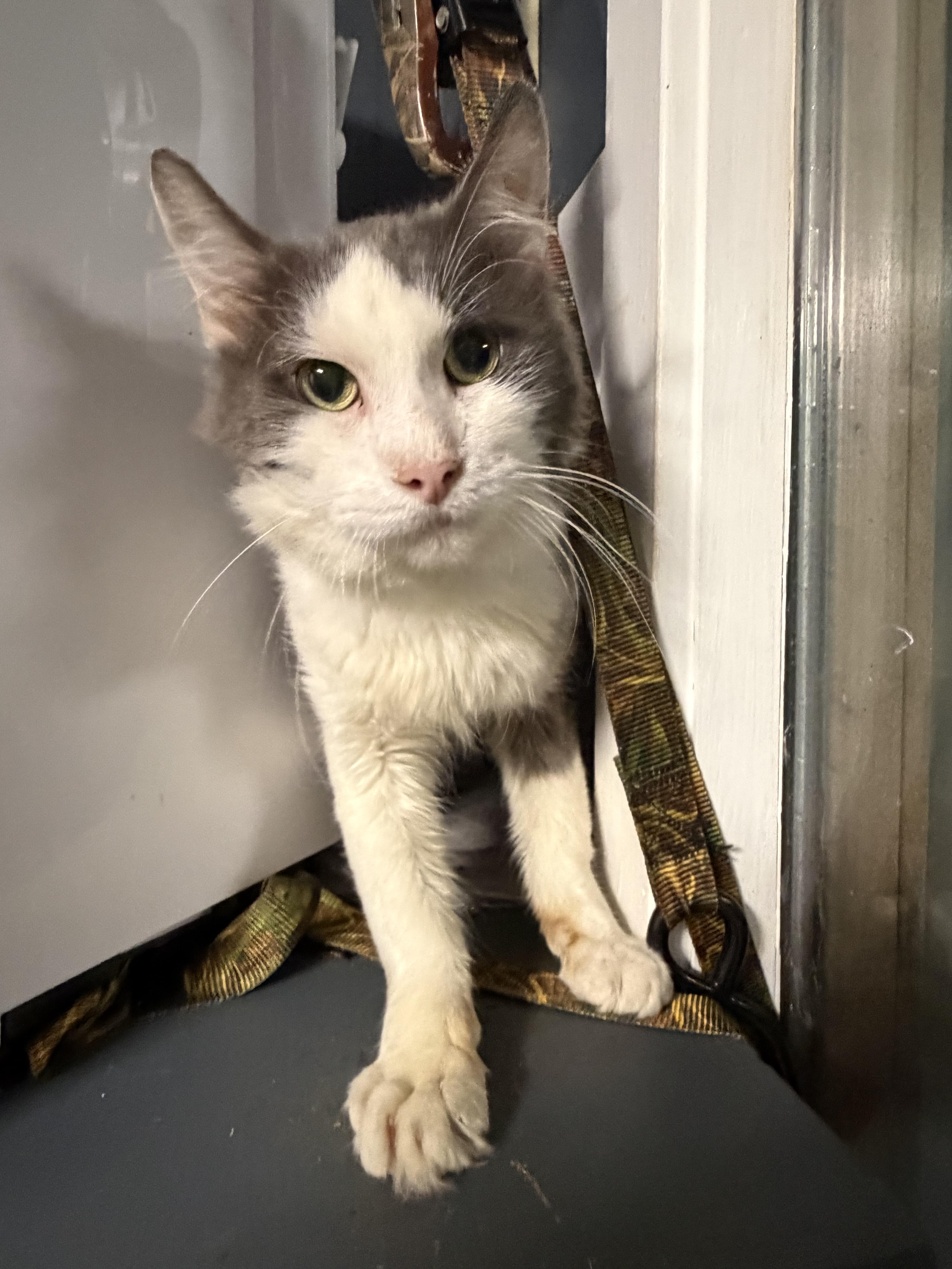 A senior medium-sized male Gray & White Domestic Medium Hair cat named Alexander The Great for adoption in Pottsville, PA