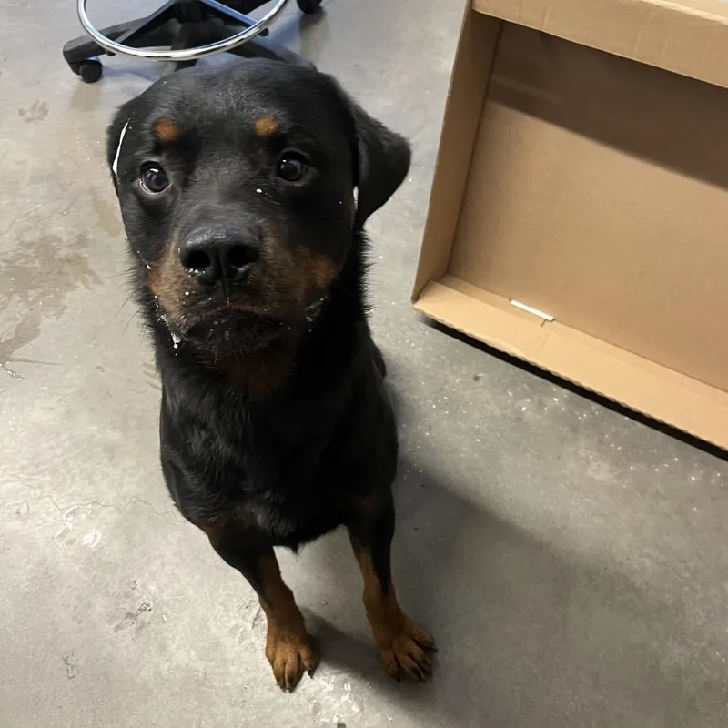 An adult large-sized male Black Rottweiler dog named Cornelius for adoption in Tampa, FL