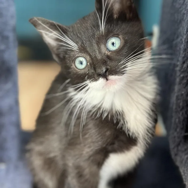 A baby small-sized male Black Domestic Short Hair cat named Zippety Limon for adoption in Eaton Rapids, MI