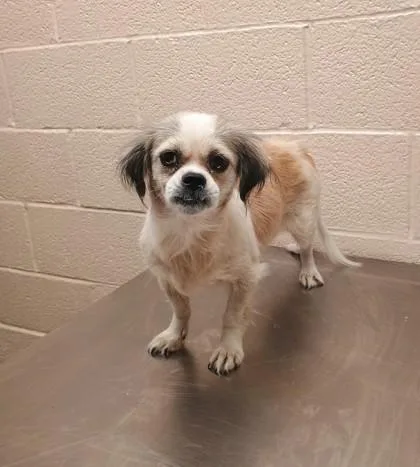 An adult small-sized female Shih Tzu dog named Barbie for adoption in Harlingen, TX