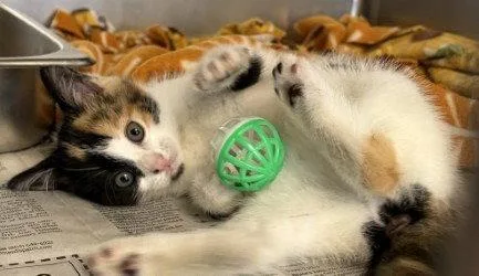 A baby small-sized female Domestic Short Hair cat named CA Cher for adoption in Glen Allen, VA