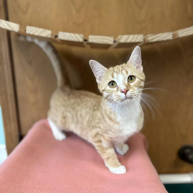 A young medium-sized female Orange / Red Domestic Short Hair cat named Giada for adoption in Fargo, ND