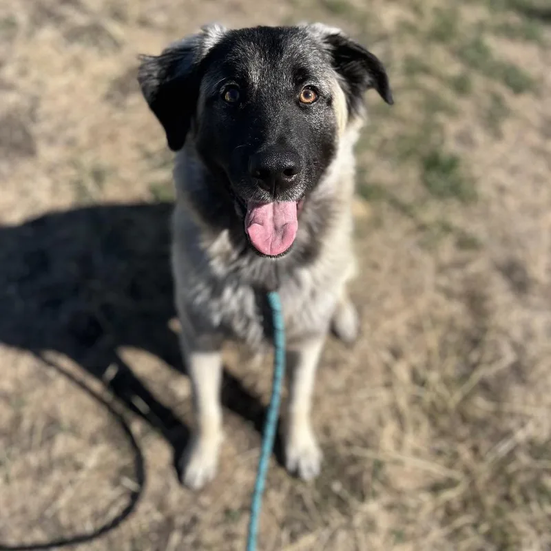 A young medium-sized male Black Mixed Breed dog named Bryce for adoption in Spokane, WA