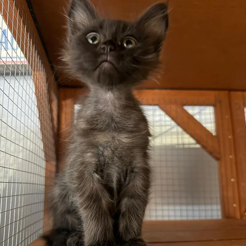 A baby small-sized female Black Domestic Short Hair cat named Marea for adoption in Tustin, CA