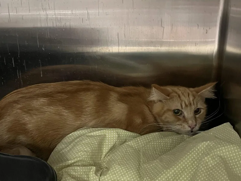 An adult medium-sized female Orange / Red Domestic Medium Hair cat named TheodoraTAS for adoption in Trenton, NJ