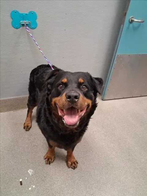 A young large-sized male Rottweiler dog named Biggie for adoption in Las Vegas, NV