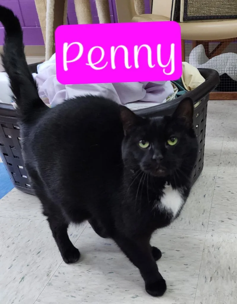 Penny