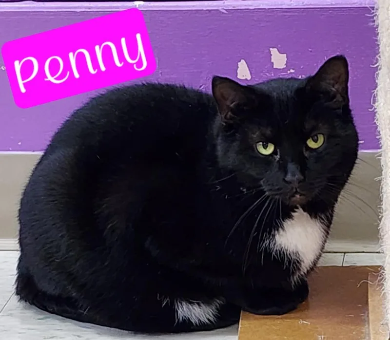 Penny thumbnail 6