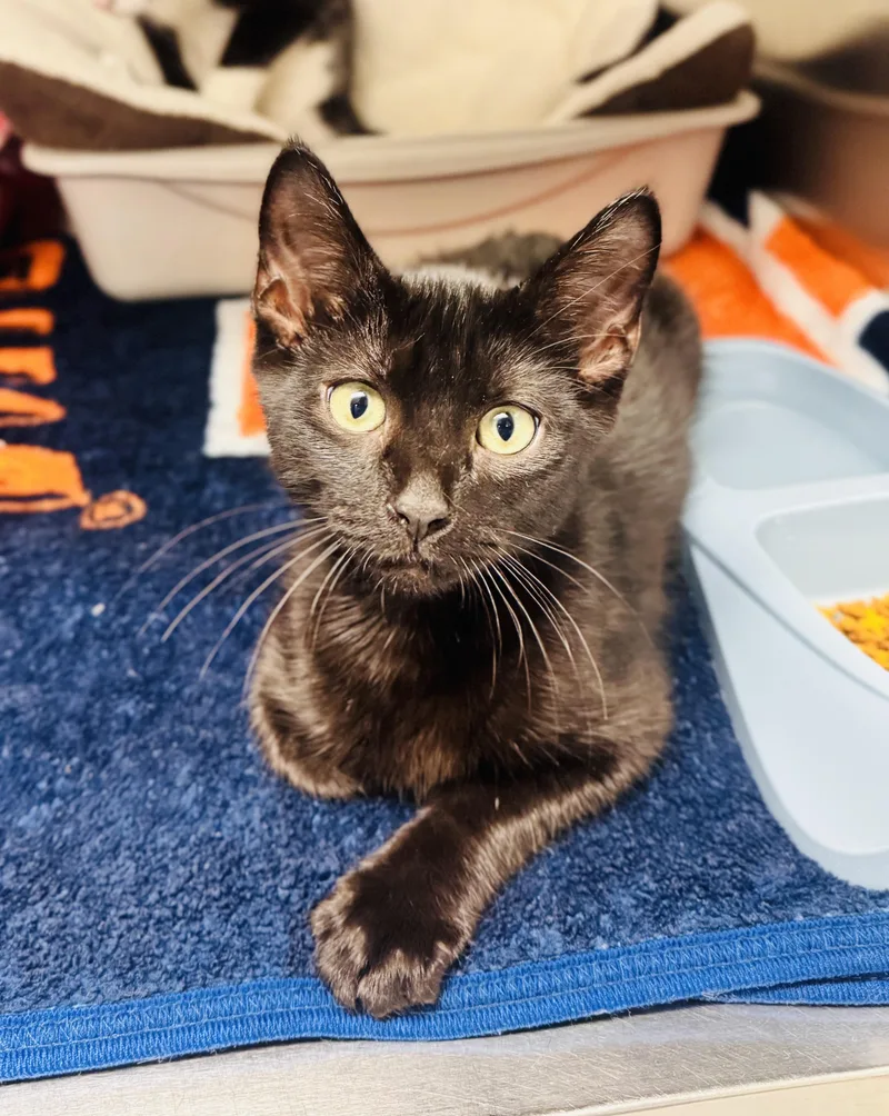 A young medium-sized male Domestic Short Hair cat named Sparky for adoption in LANETT, AL