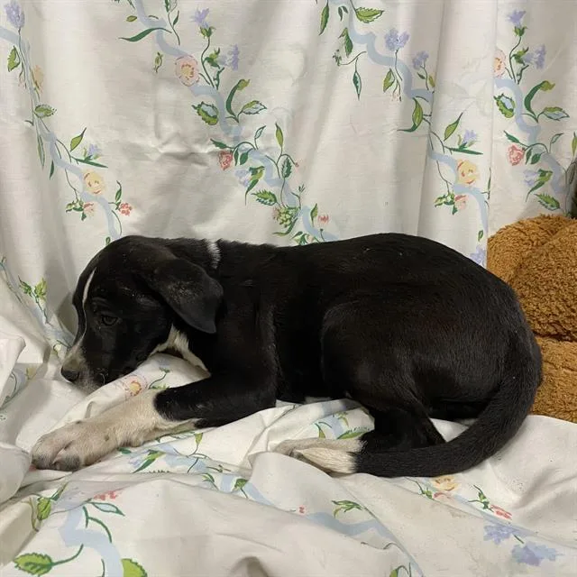 A baby small-sized male Border Collie dog named A for adoption in Modesto, CA