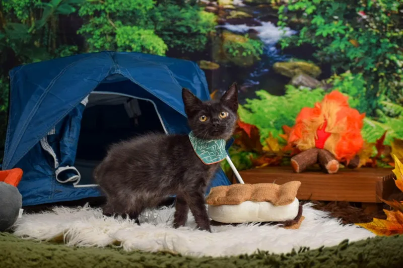 A baby medium-sized male Domestic Short Hair cat named Scout for adoption in Sevierville, TN