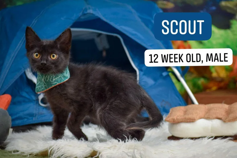 Scout thumbnail 4