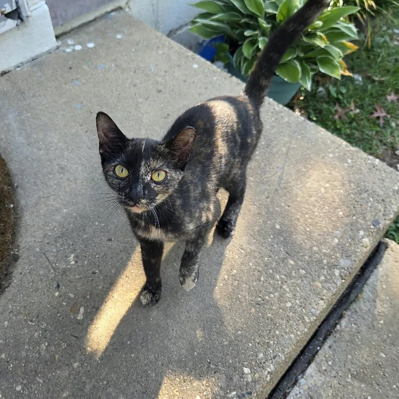 A young small-sized female Tortoiseshell Domestic Short Hair cat named Trixie for adoption in Reisterstown, MD