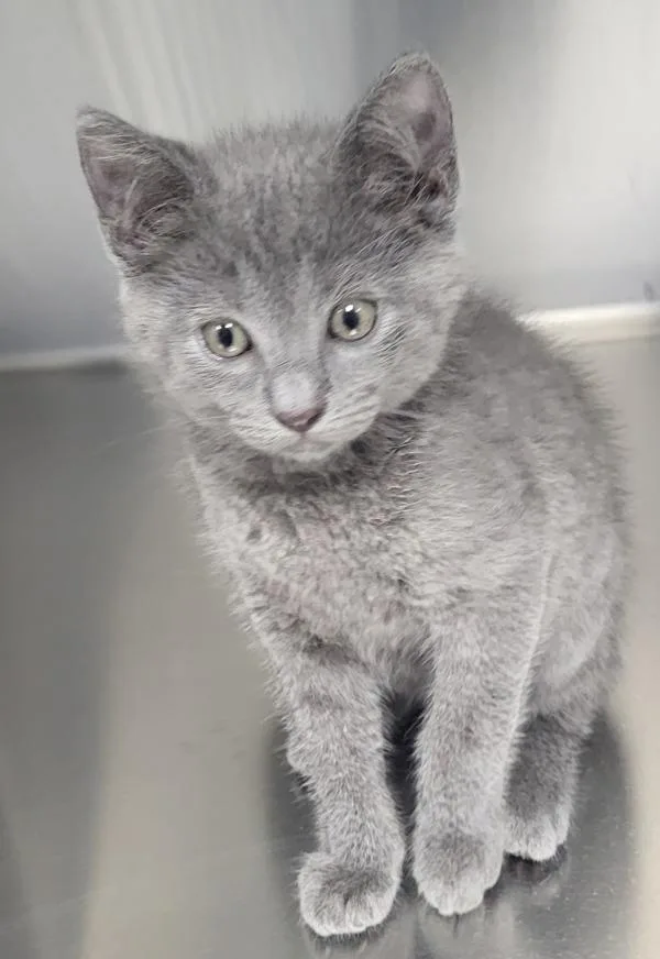 A baby small-sized female Domestic Short Hair cat named Kd Willow for adoption in Lawrenceville, GA