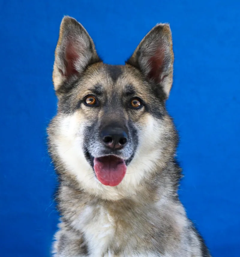 An adult medium-sized female German Shepherd Dog dog named Dakota for adoption in Pasadena, CA