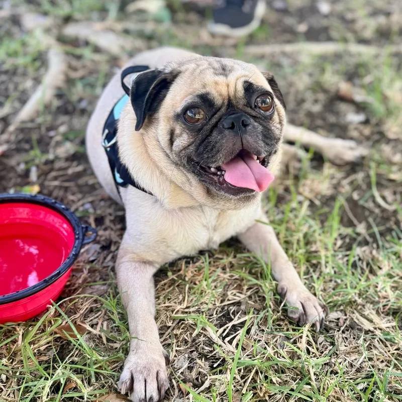 An adult small-sized male Pug dog named Bob  City of for adoption in Chino Hills, CA