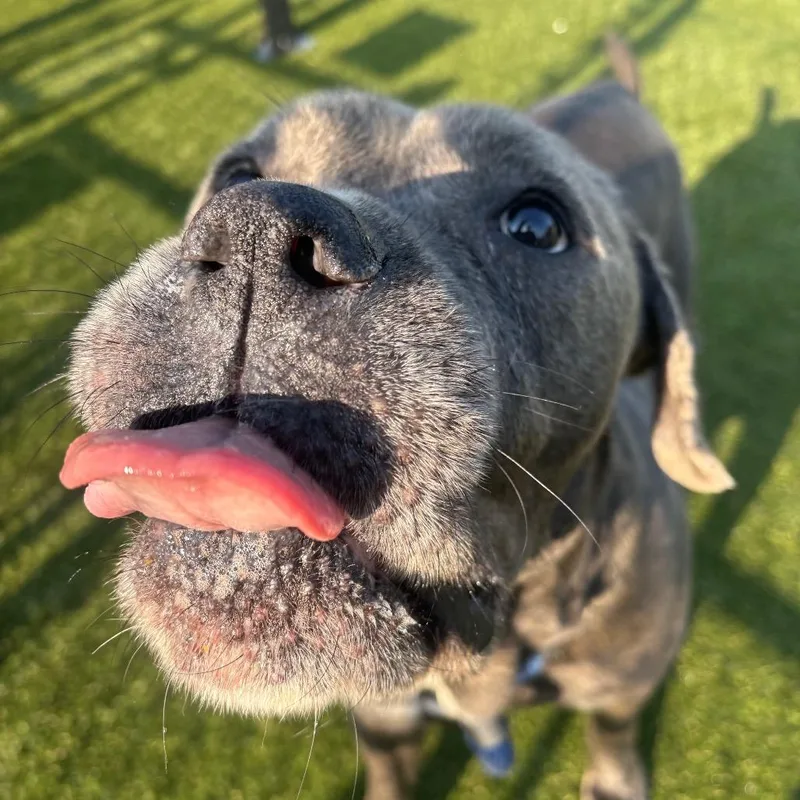 An adult large-sized male Brown / Chocolate Cane Corso dog named Jobe for adoption in Philadelphia, PA