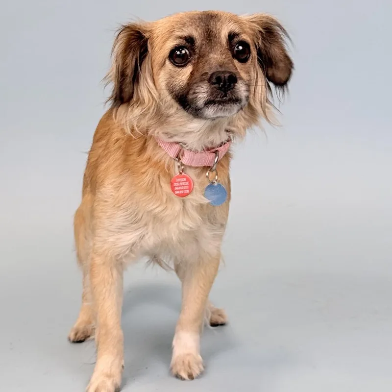 An adult small-sized female Yellow / Tan / Blond / Fawn Mixed Breed dog named Loaf for adoption in Portland, OR