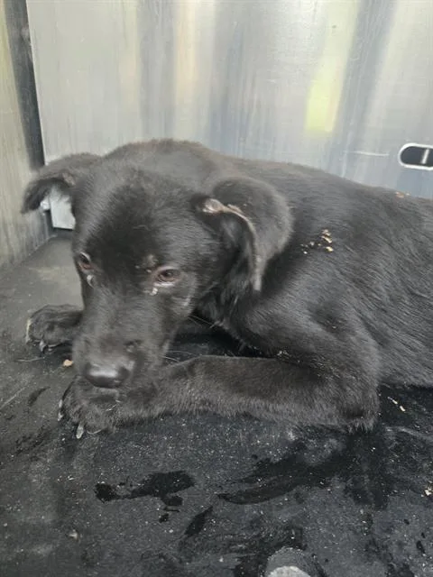 A baby small-sized male Labrador Retriever dog named Bowser for adoption in San Antonio, TX