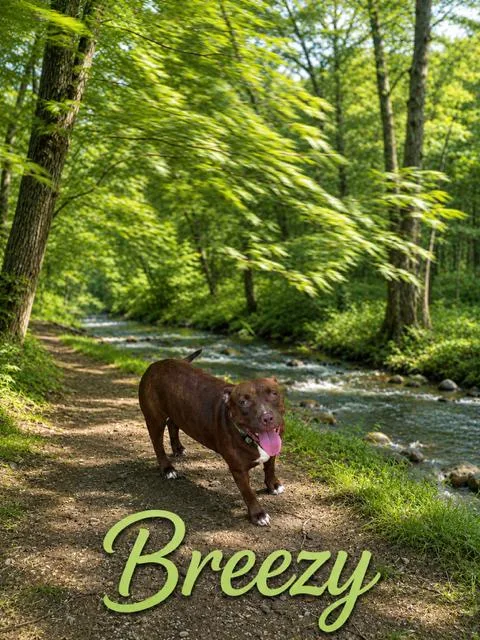 A young medium-sized female Pit Bull Terrier dog named Breezy for adoption in Zimmerman, MN