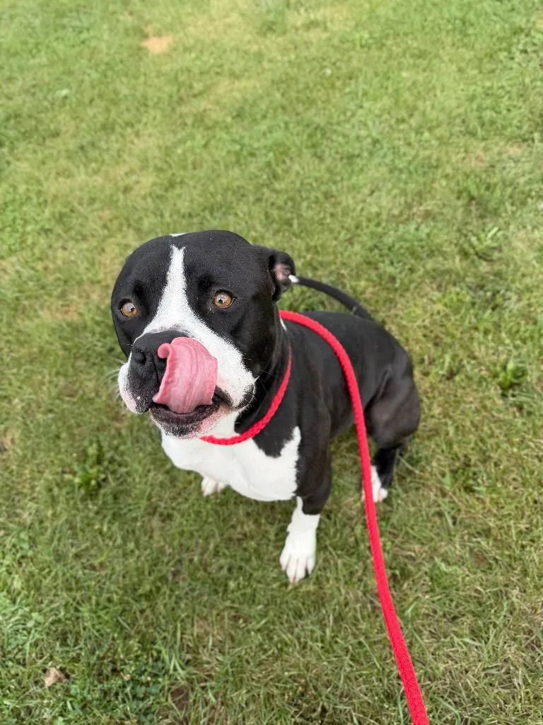 A young large-sized male American Staffordshire Terrier dog named Gator for adoption in Pierceton, IN